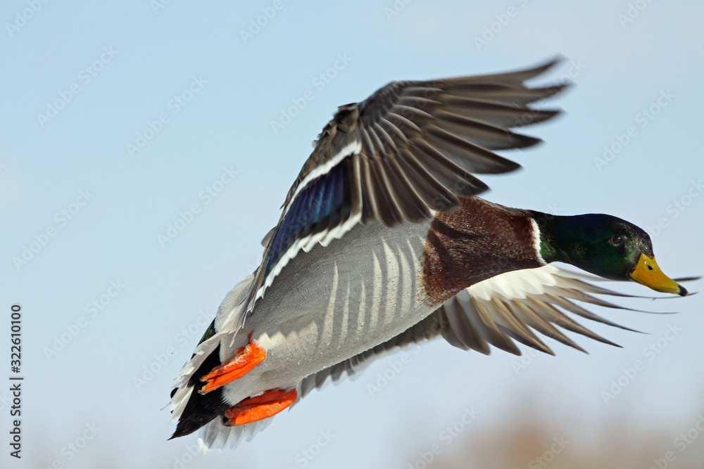 Obraz premium Drake in flight