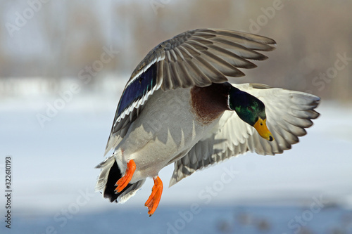 Landing gear down drake mallard