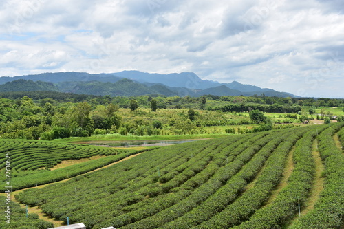 Tea plantation Thailand Asia green valley 