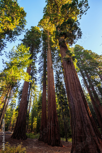Forest of Sequoias, Yosemite National Park, California