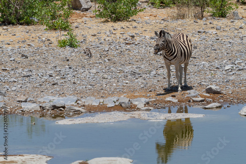 Steppenzebra an einem Wasserloch im Etosha Nationalpark