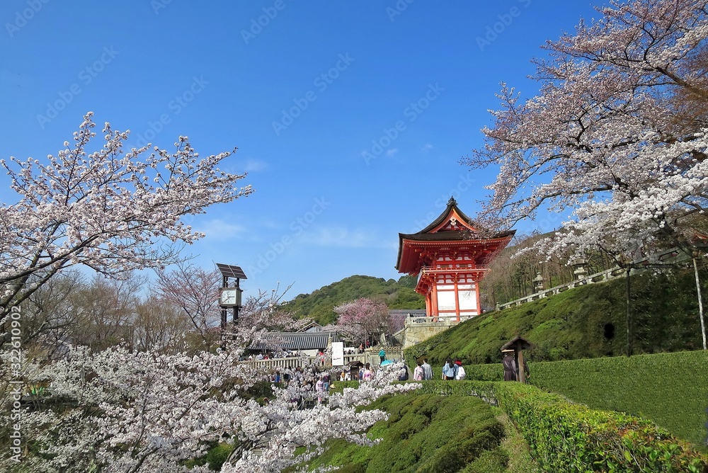 Soft focus of Cherry Blossom or Sakura flower on nature background and public temple in spring time. Nature and religion concept. Soft focus of Cherry Blossom or Sakura flower on nature background and public temple in spring time. Nature and religion concept.