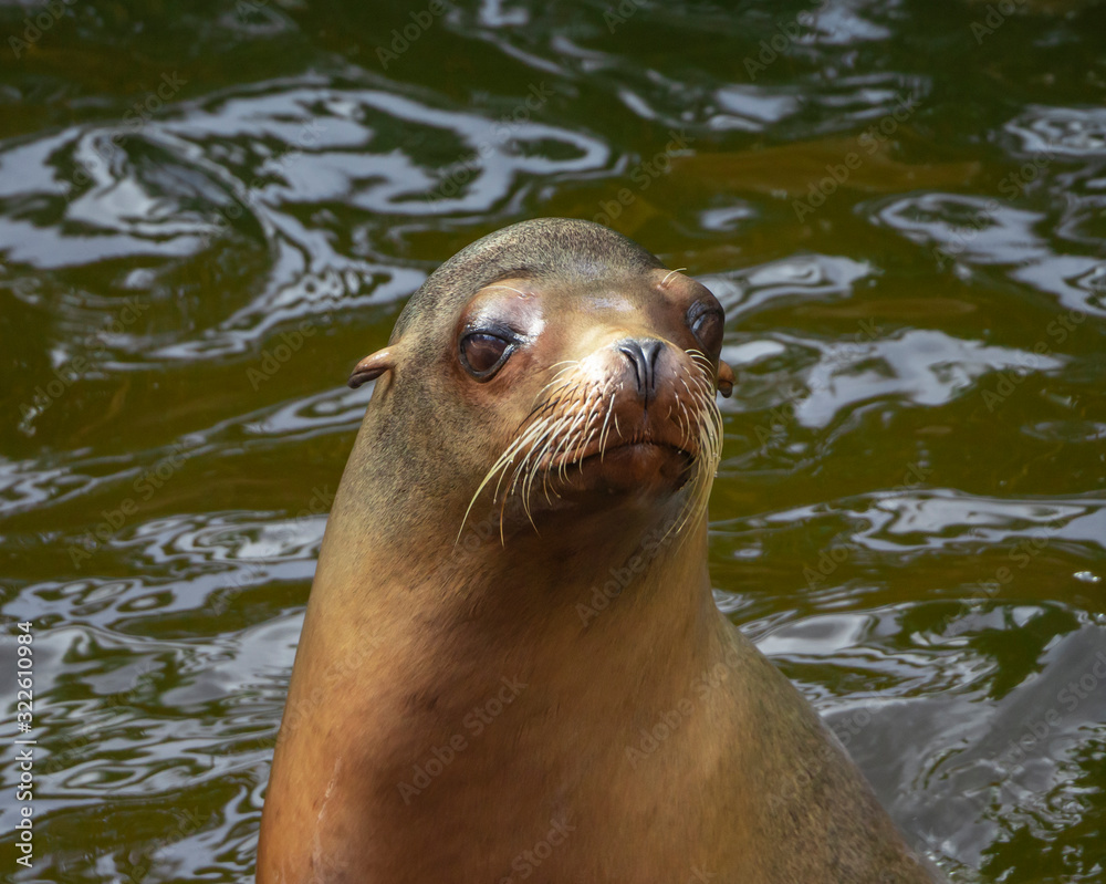 Fototapeta premium nice expression of sea lion