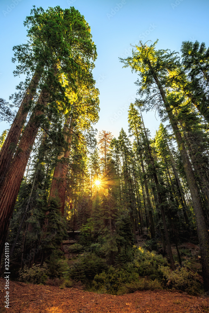 Fototapeta premium Sunrise in the Sequoia Forest, Yosemite National Park,