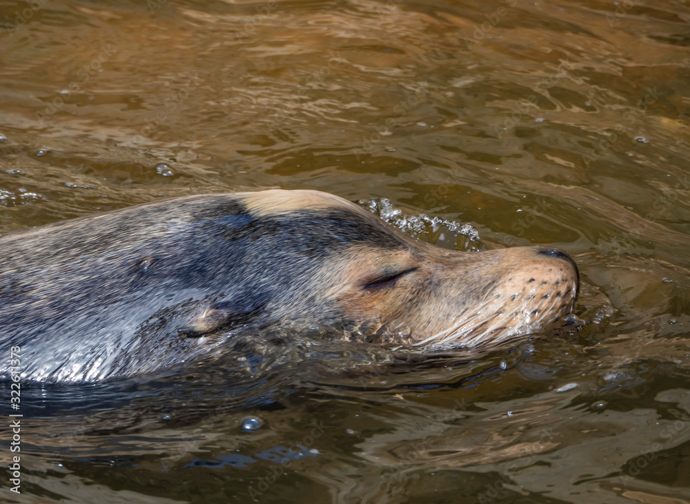 Fototapeta premium detail of head of sea lion in the water