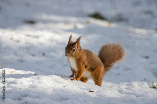 Red Squirrel, Sciurus vulgaris, on snow covered ground running and looking around during a bright winters day in the cairngorms national park, scotland