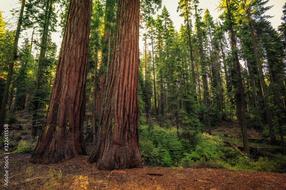 Forest of Sequoias, Yosemite National Park, California Forest of Sequoias, Yosemite National Park, California