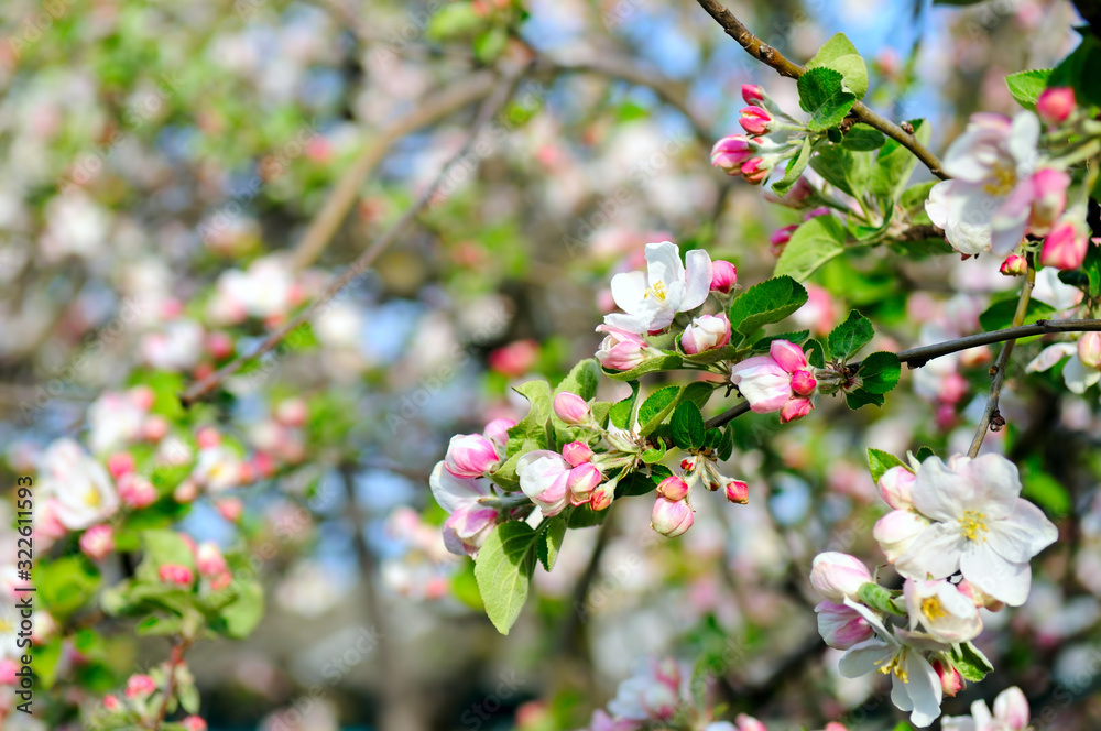 Flowers of an apple tree. Shallow depth of field. Flowers of an apple tree. Shallow depth of field.