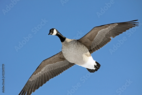 Canada goose in flight