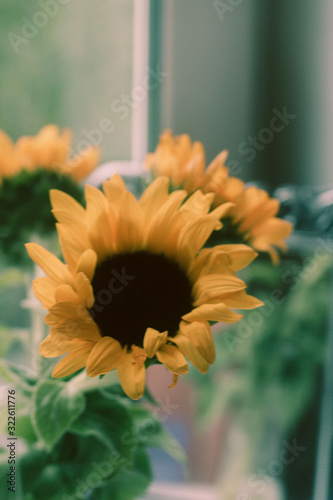 three sunflowers in a transparent little vase