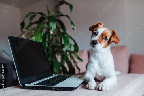 cute jack russell dog working on laptop at home. Technology concept