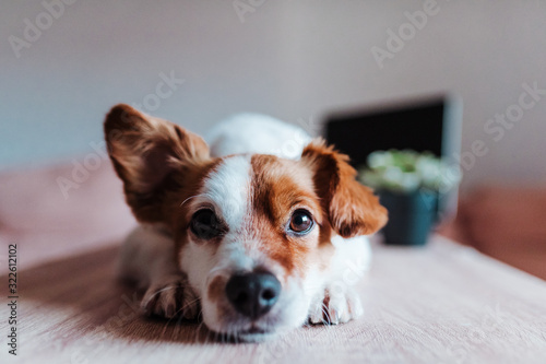 cute jack russell dog working on laptop at home. Technology concept