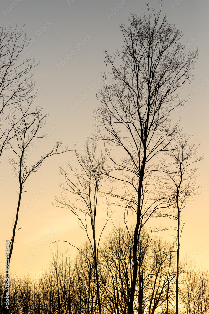 tramonto tra gli alberi