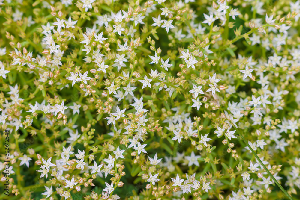 Sedum greggii Flowering succulents, Succulents, Planting. Macro of the succulent Sedum greggii Flowering succulents, Succulents, Planting. Macro of the succulent