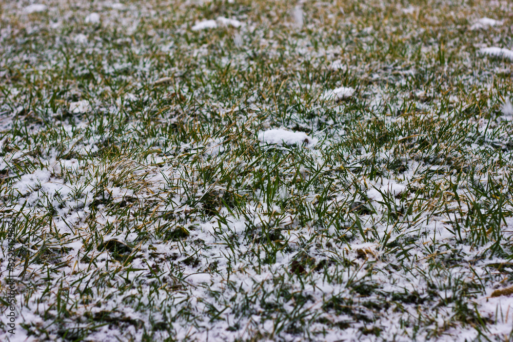 A Field Blade of Grass Covered in Snow A Field Blade of Grass Covered in Snow