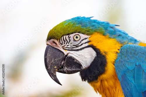 Parrot © scott