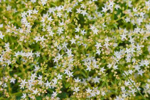 Sedum greggii Flowering succulents, Succulents, Planting. Macro of the succulent