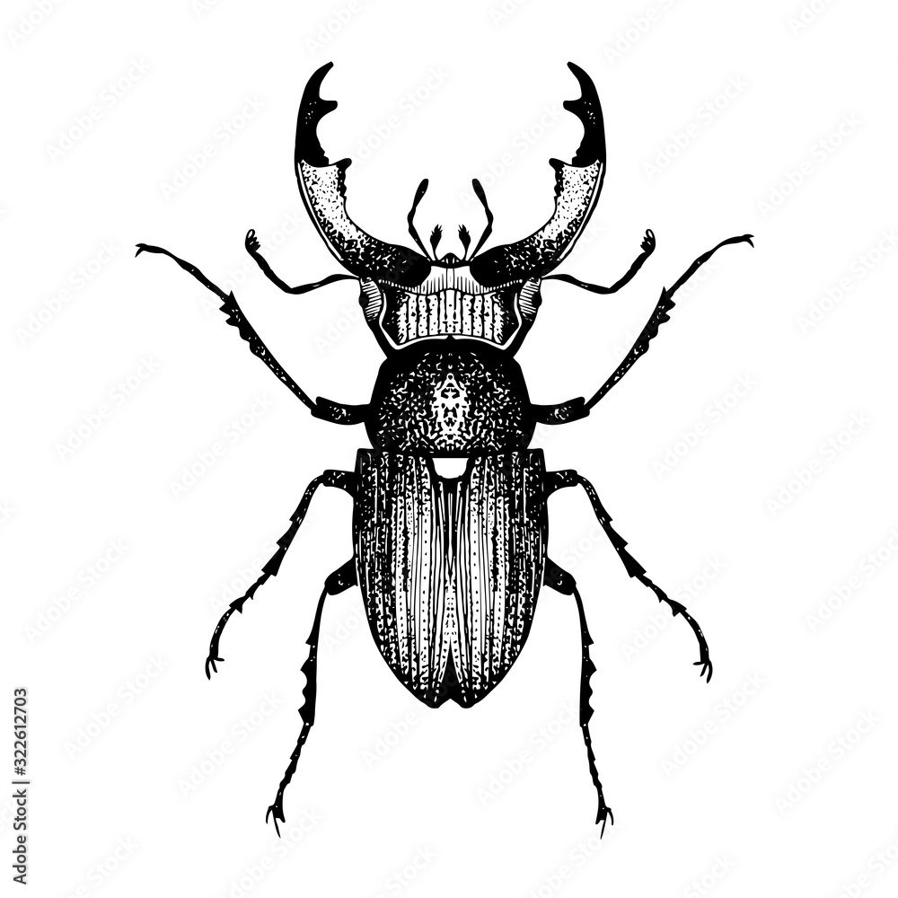 Hand drawn sketch of beetle