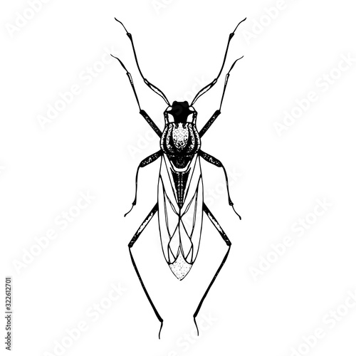 Hand drawn sketch of beetle with wings.