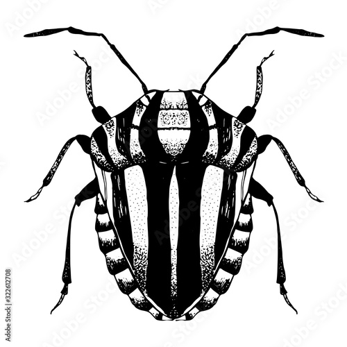 Hand drawn sketch of beetle
