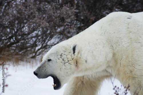 Polar Bear in the wild, Churchill, MB Canada