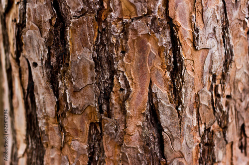 Textures of Cold Tree Bark