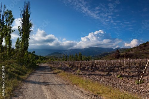 Vineyards nearby Rybachye, Crimea and the mountains of Chiginitra in the background photo