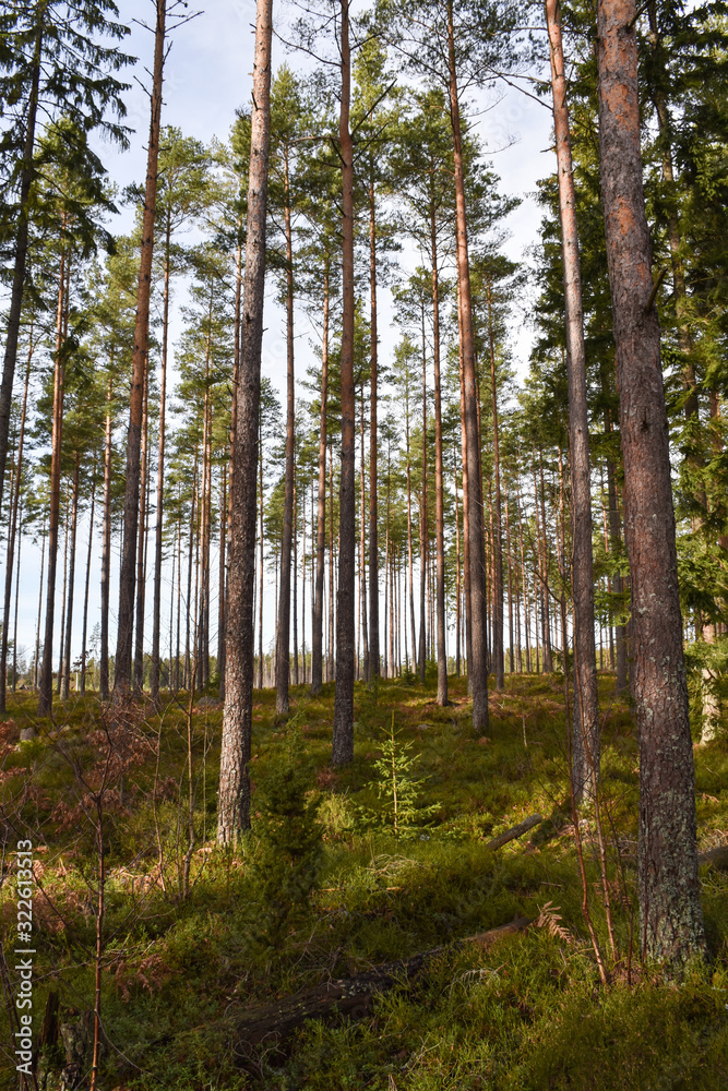 Beautiful growing pine tree forest Beautiful growing pine tree forest