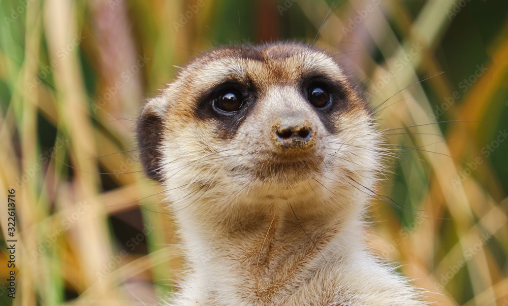 Fototapeta premium Meerkat or suricate standing on a rock in the forest