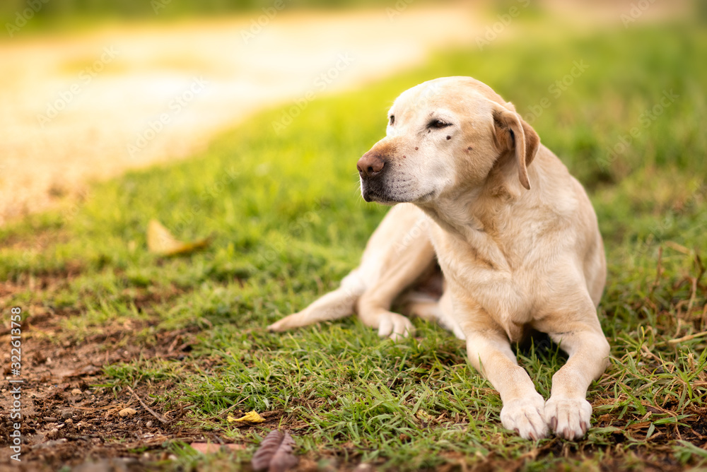 labrador