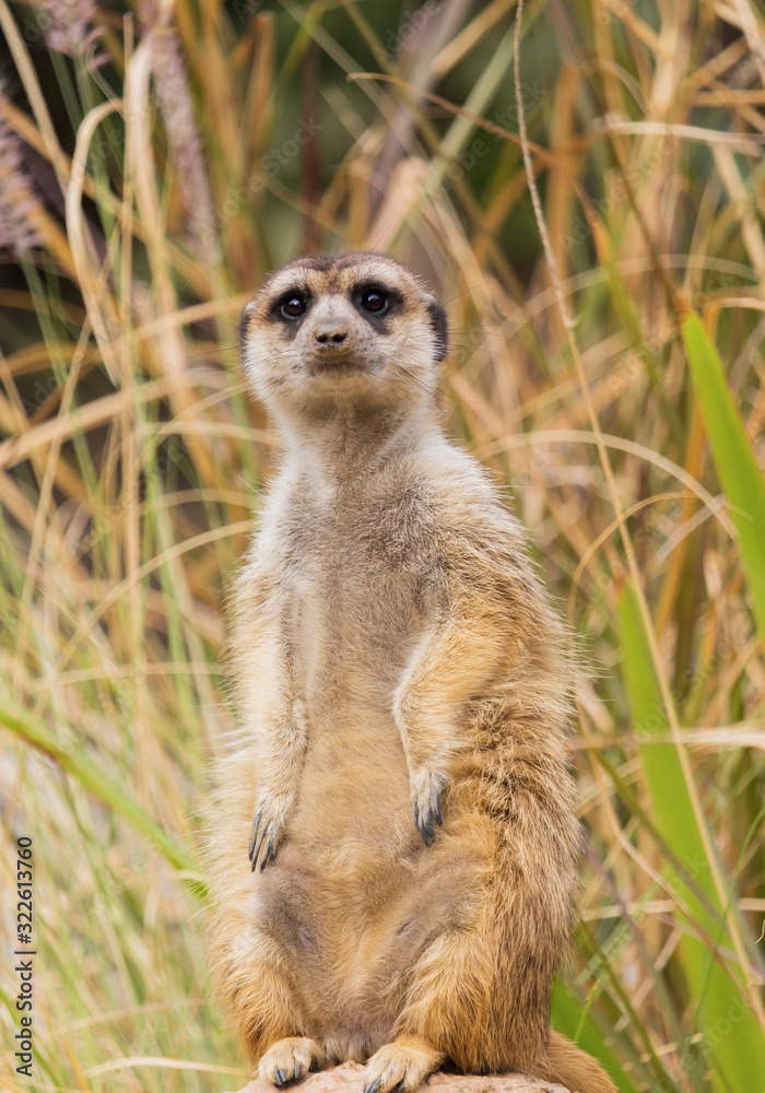 Meerkat or suricate standing on a rock in the forest Meerkat or suricate standing on a rock in the forest