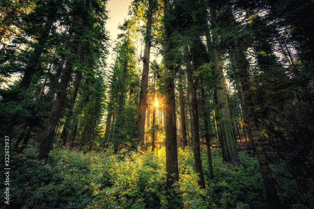 Obraz premium Forest of Sequoias, Yosemite National Park, California
