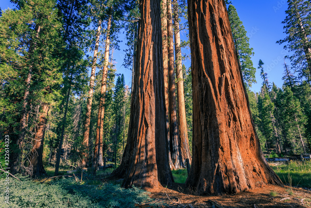 Forest of Sequoias, Yosemite National Park, California Forest of Sequoias, Yosemite National Park, California