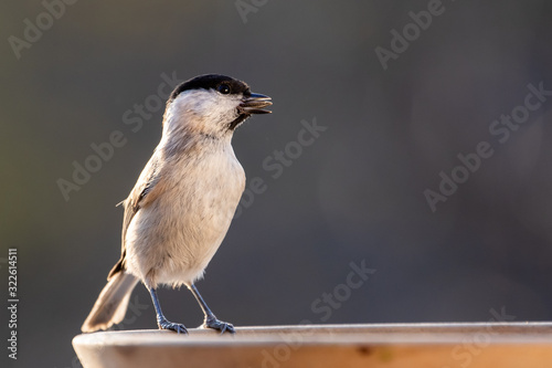 Grey tit