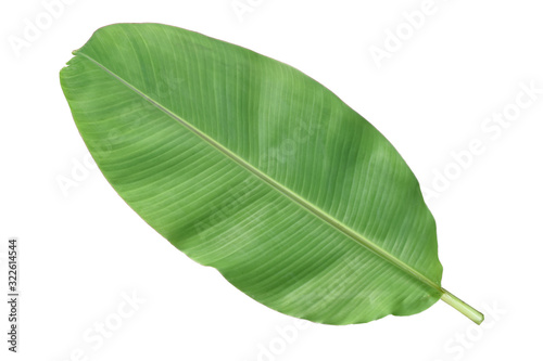 Banana leaves isolated on white background.