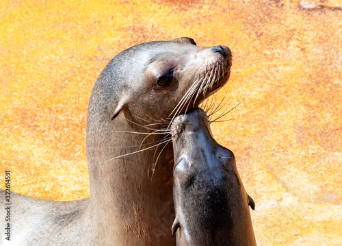 love between sea lions