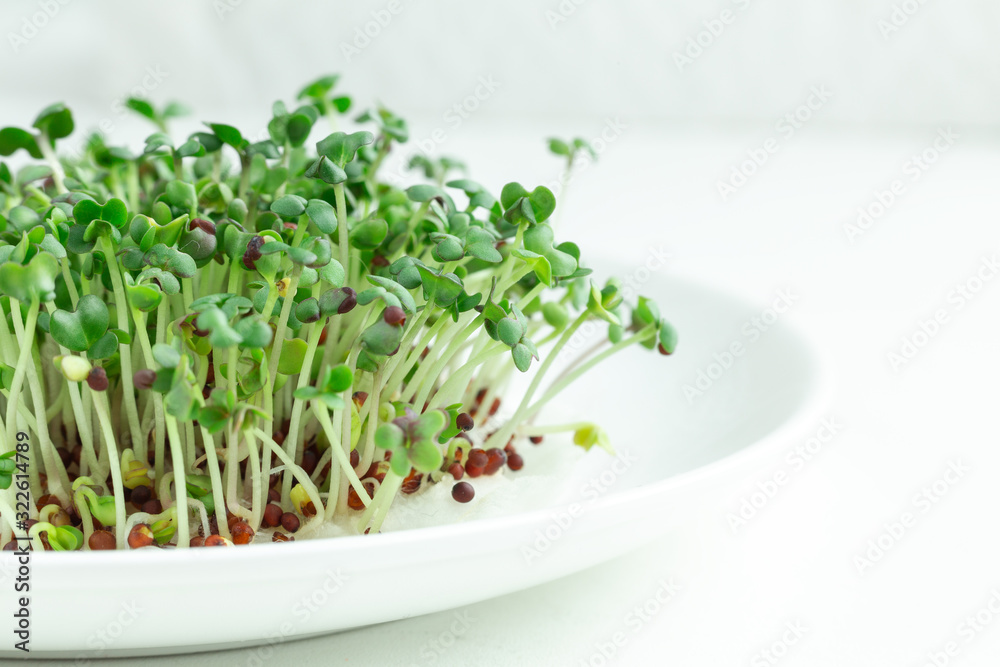 Fresh micro greens closeup. Microgreen mustard sprouts on plate. Microgreens growing. Healthy eating concept. White background. Fresh micro greens closeup. Microgreen mustard sprouts on plate. Microgreens growing. Healthy eating concept. White background.