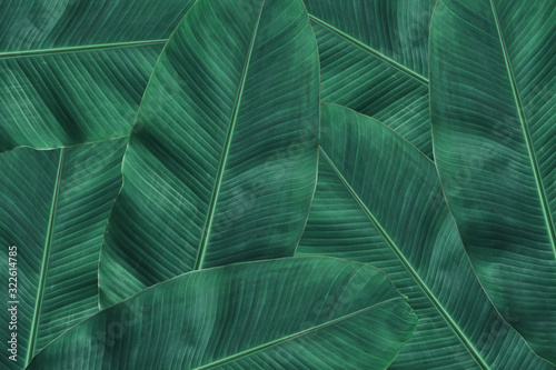 Banana leaves texture background