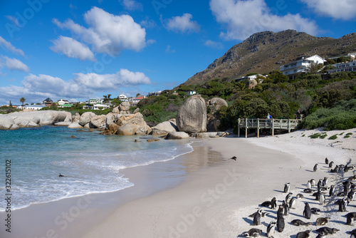 Cape Penguins playing at the beach