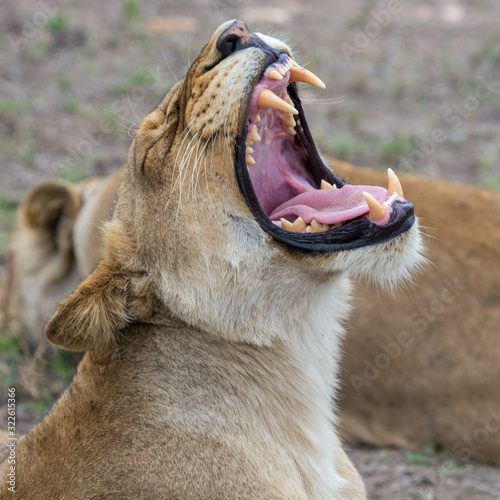 Portrait of a lioness (Panthera leo) taken in gthe Timbavati Reserve, South Africa