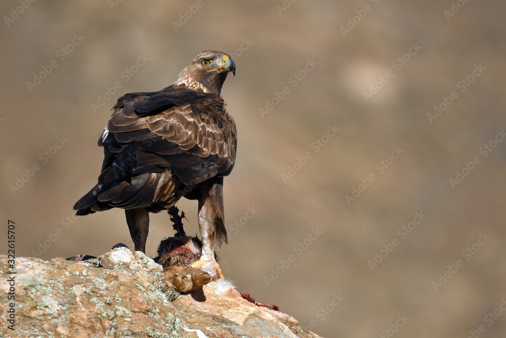 Fototapeta premium Aguila reala en la sierra con una presa