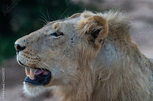 Portrait of a male lion  Panthera leo  taken in the Timbavati Reserve  South Africa