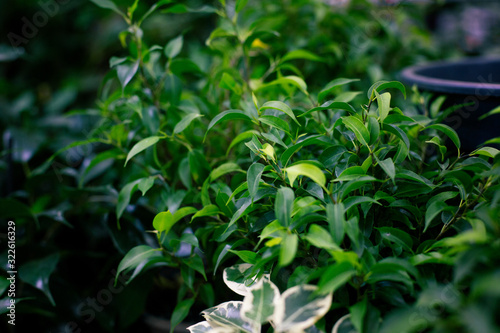 fashionable exotic plants  top view. Indoor plants  green area .