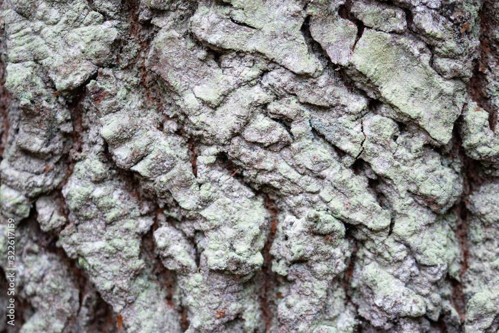 Rough oak bark with lichen texture extreme close up abstract natutal background Rough oak bark with lichen texture extreme close up abstract natutal background