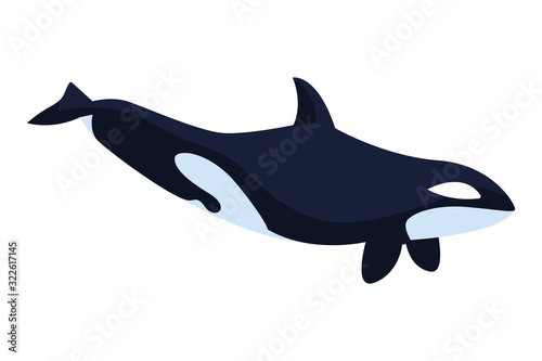 killer whale on a white background