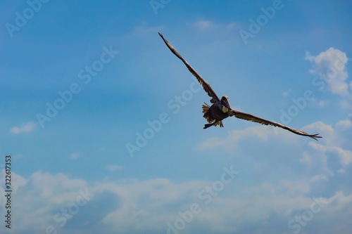 Pelican in flight  a blue sky in the background