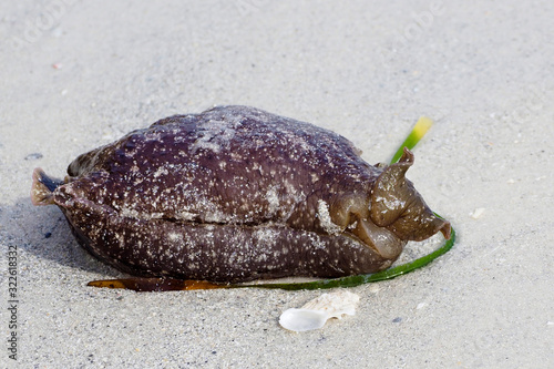 A Seaslug laying on the beach after being washed up by a strong storm on the Gulf of Mexico.