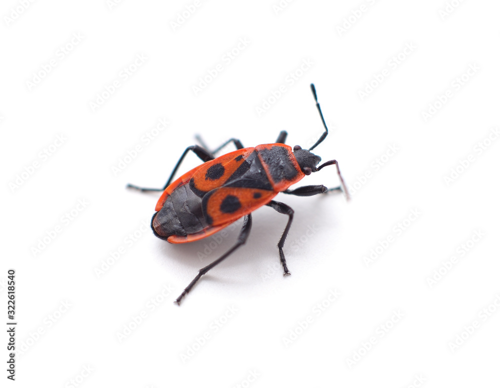 One red beetle. One red beetle.