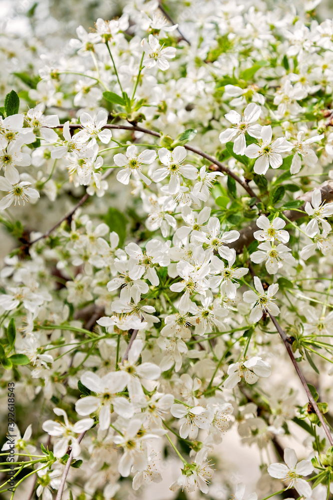 Spring tree blossoms