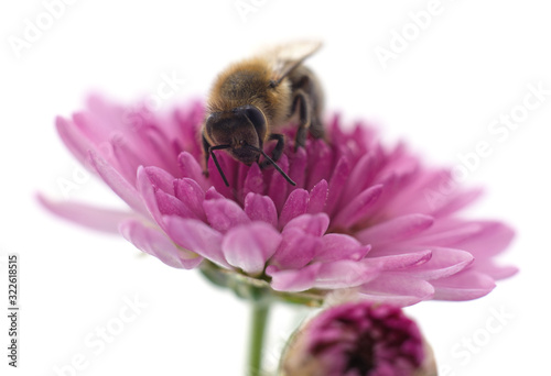 Bee on pink flowers.